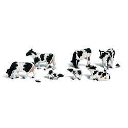 Holstein Cows