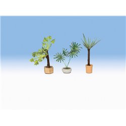 Ornamental Plants in Flower Pots (3)