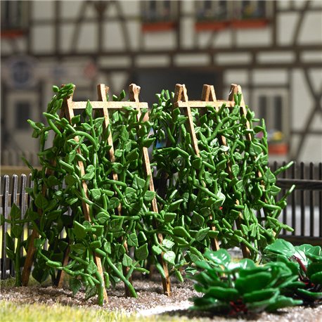 18 runner beans on wooden poles