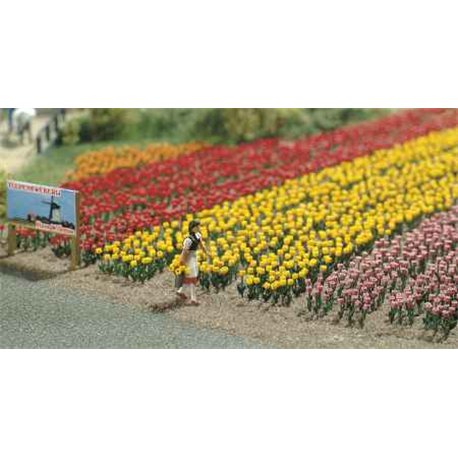 120 Tulips